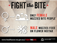Facebook infographic: fight the bite 1