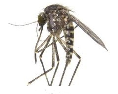 Aedes vigilax