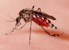 Aedes camptorhynchus