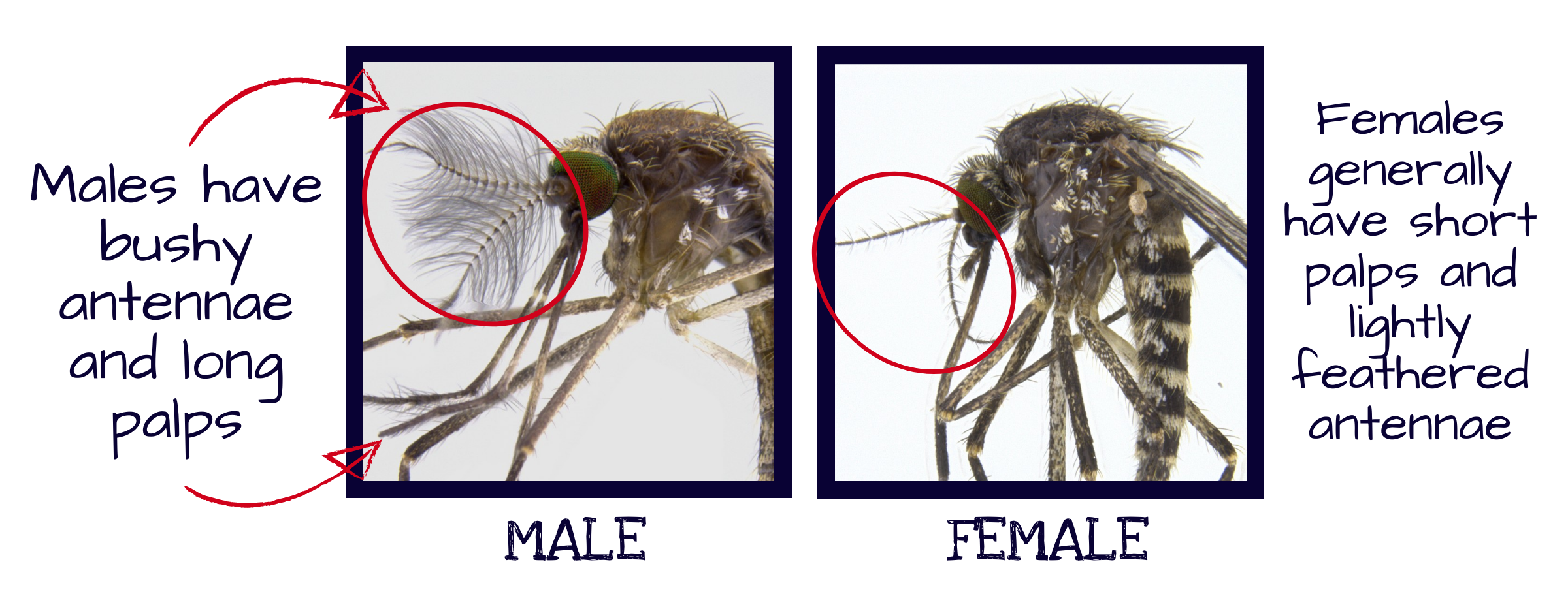 Adult mosquito identification
