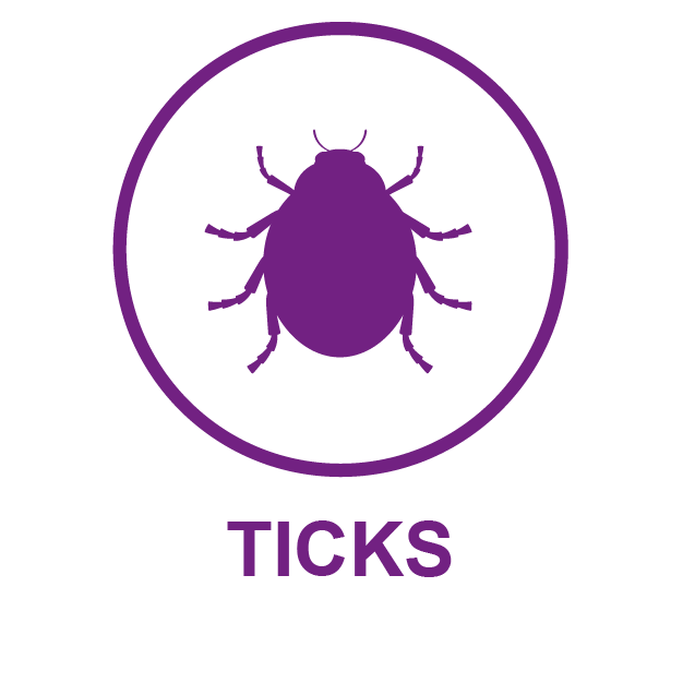Icon: Ticks