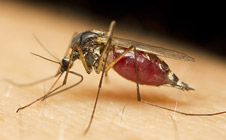 Mosquitoes and pests