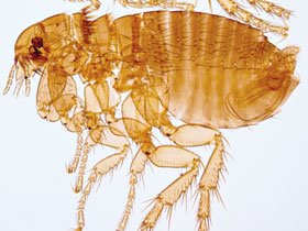 close up image of a flea