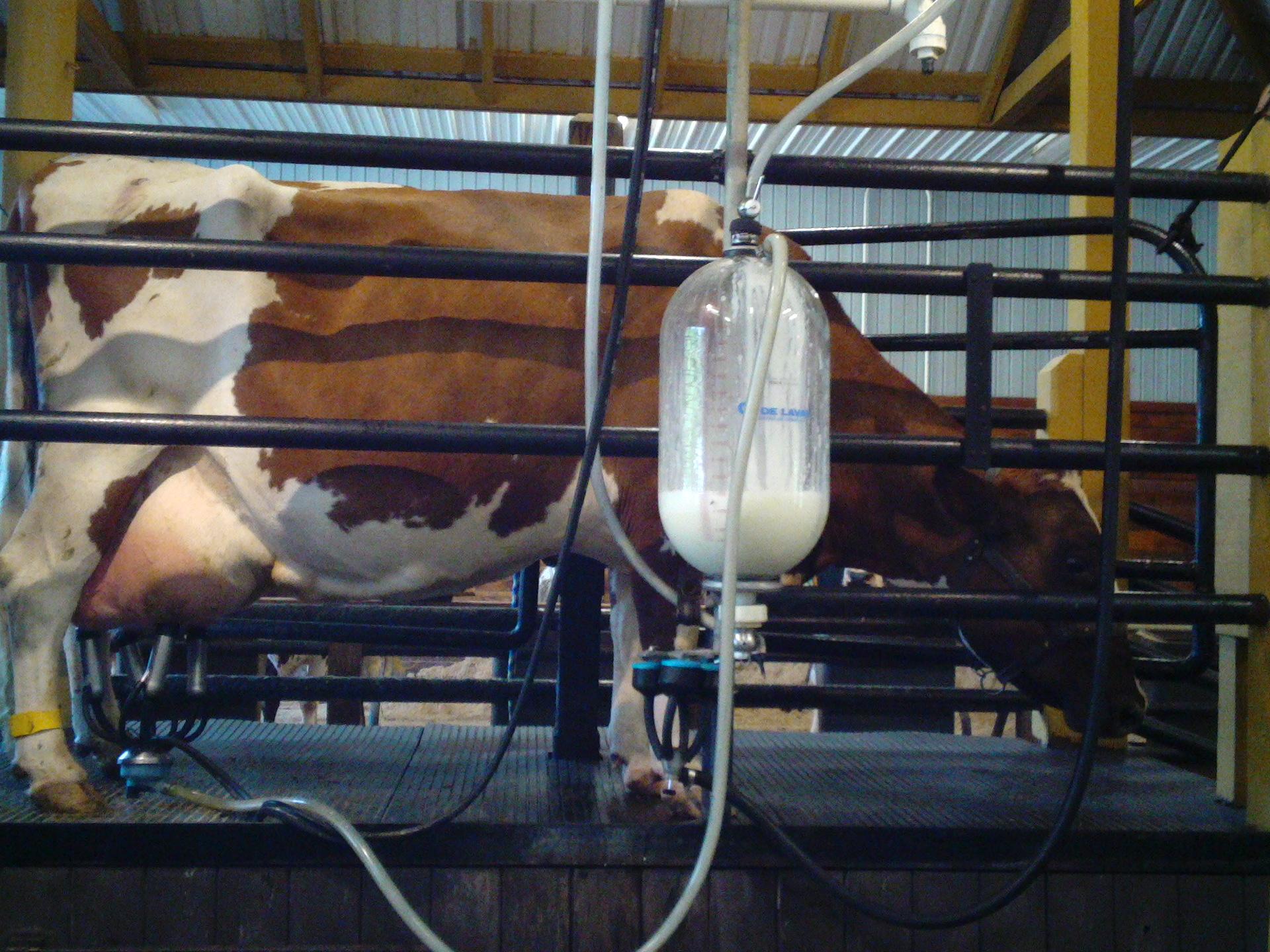 Cow being milked with pump